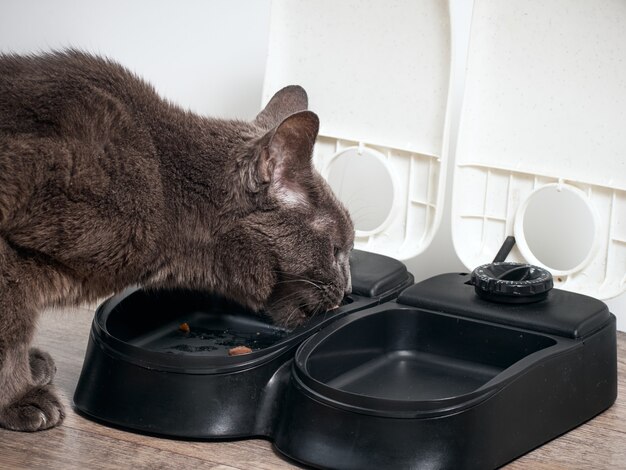 Chat brun mange du chargeur automatique