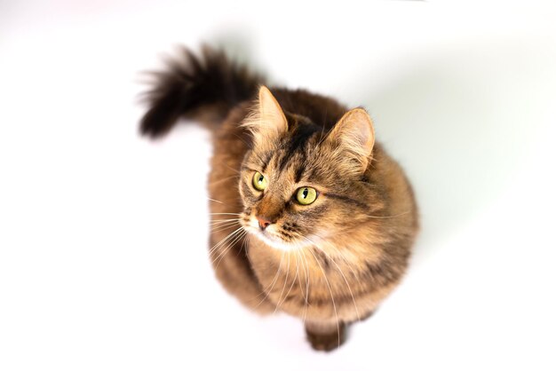 Photo un chat brun moelleux avec des rayures sur un fond blanc