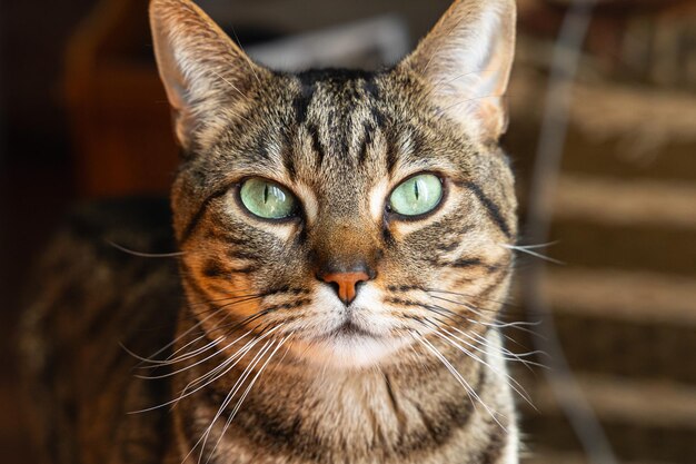 Photo un chat brun et noir aux yeux verts