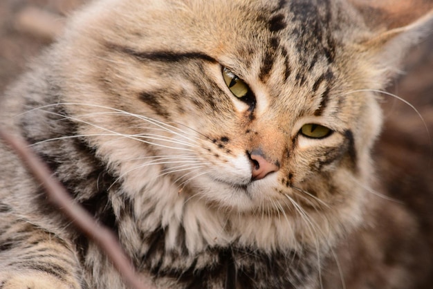 Un chat brun à poil long couché dans le champ avec un regard perçant.