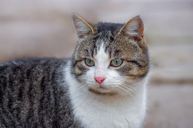 Chat brun avec un visage blanc sur la promenade