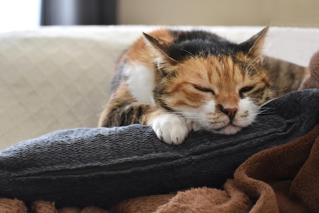 Chat Calico dormant sur un oreiller sur un canapé à la maison