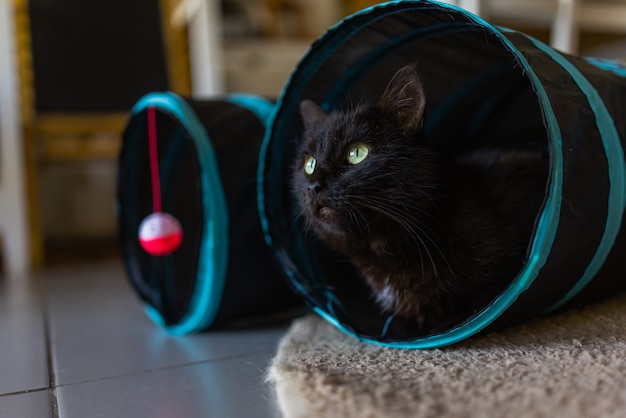 Chat Calico Encadré et Alerte dans un Jouet Tunnel pour Chat.