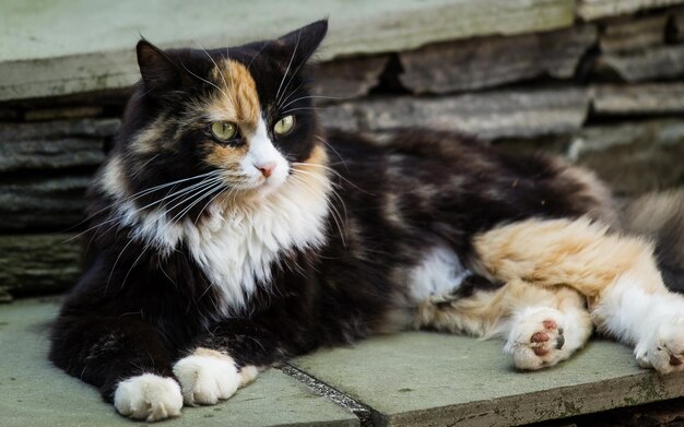 Photo un chat calico est allongé sur un escalier avec un œil vert