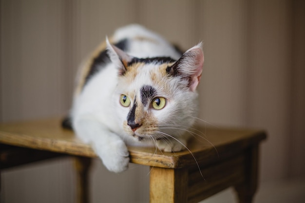 Un chat calico est assis sur une chaise, la tête baissée.