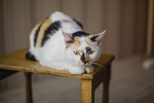 Un chat calico est assis sur une chaise.