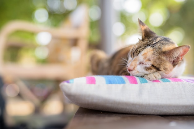 Chat Calico mignon dormant sur le coussin