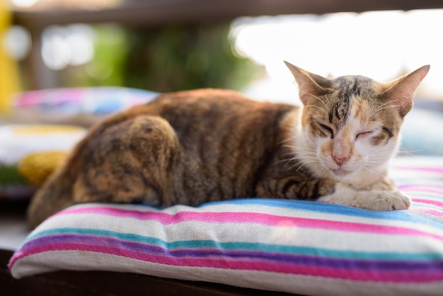 Chat Calico mignon dormant sur le coussin