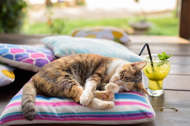 Chat Calico mignon dormant sur le coussin