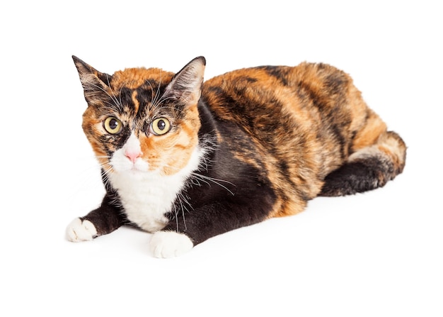 Chat Calico portant avec impatience