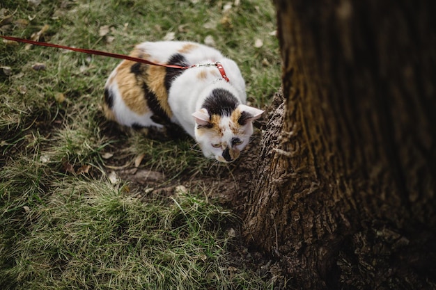 Un chat calicot en laisse est attaché à un arbre.