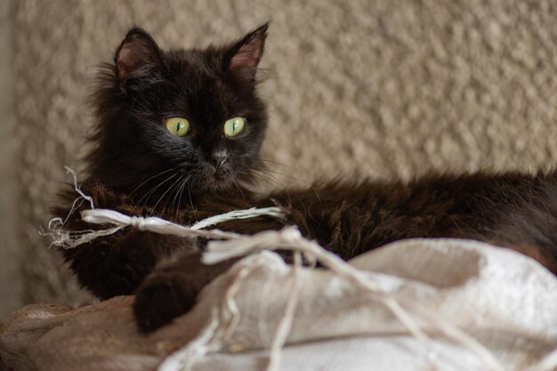 Photo chat et campagne un chat mignon joue dans la cour