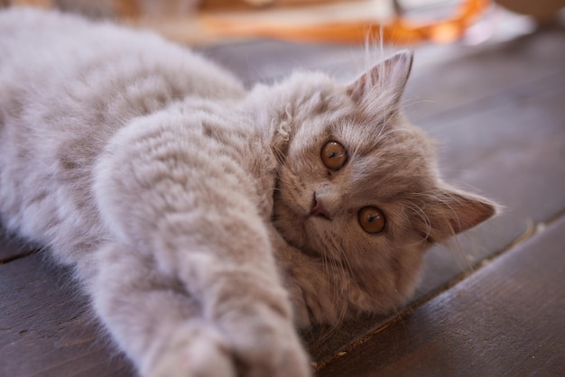 chat de campagne gris assis sous la table