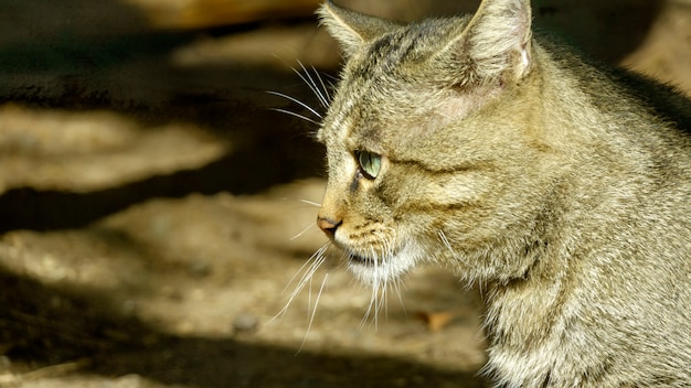 Chat des Carpates de la forêt sauvage