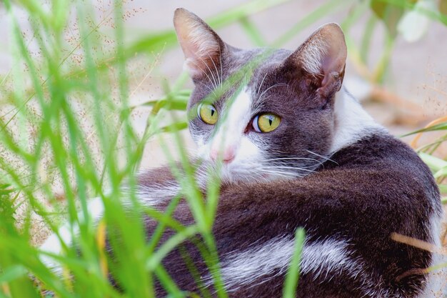 Chat Cently couché dans l&#39;herbe verte