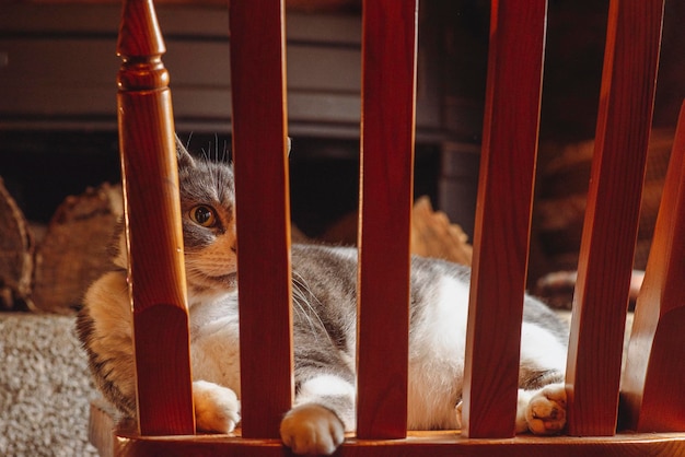 Chat sur une chaise près de la cheminée