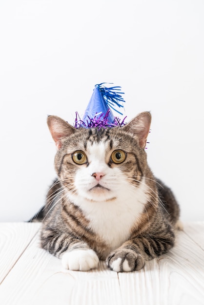 chat avec chapeau de fête