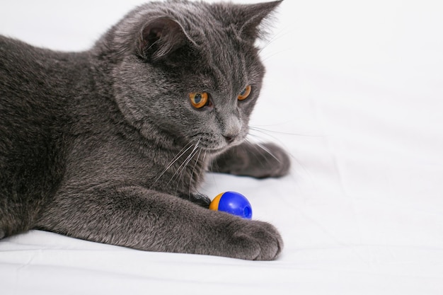 Chat chartreuse joue avec un homme une balle et un bâton jeux de chat simples