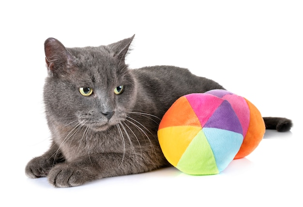 Chat Chartreux en studio