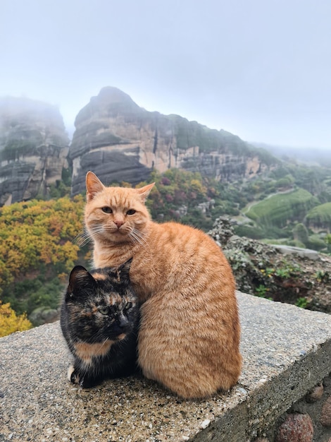 Un chat et un chat sur une corniche