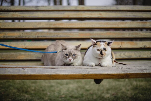 Un chat et un chat en laisse sont sur un banc.