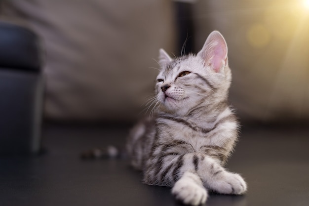 Chat chaton américain à poil court à la nostalgie.