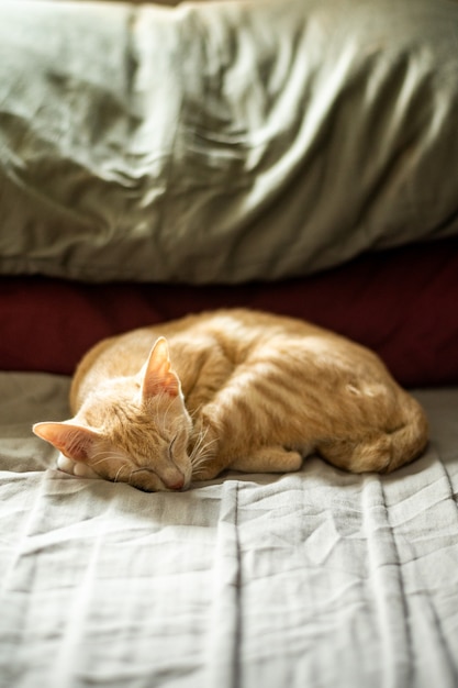 Chat chaton asiatique à poils courts allongé dans son lit