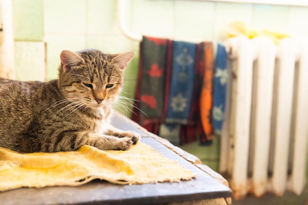 Chat chaton dormant sur la table