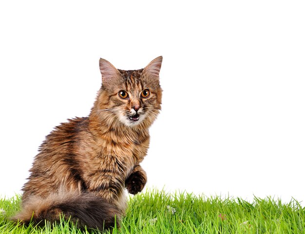 Chat chaton drôle sur l'herbe verte