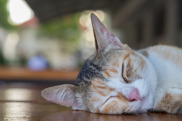 chat chaton endormi allongé sur la table avec backgroun vert bokeh