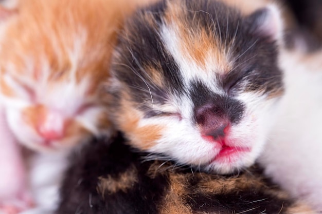 Chat chaton mignon et chat mère