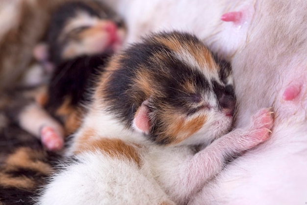 Chat chaton mignon et chat mère