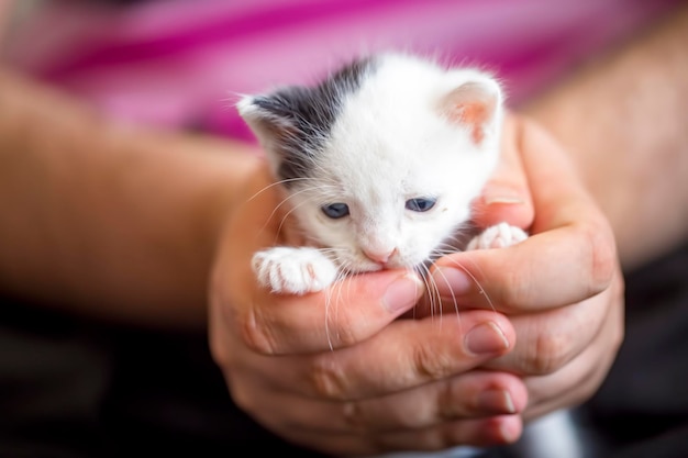 Chat chaton mignon et chat mère