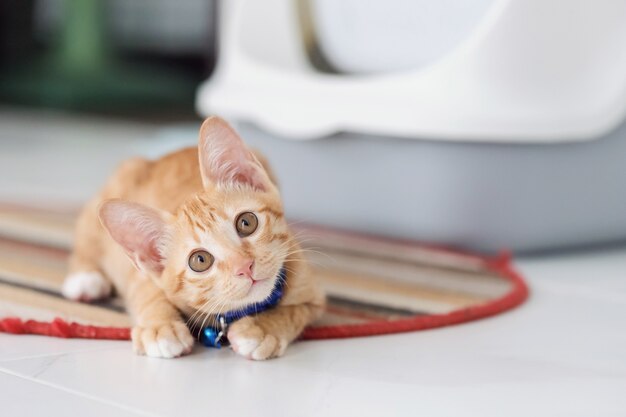 Chat chaton mignon restant à la maison arrière-plan. Concept d'élevage d'animaux de compagnie et d'animaux dans la maison pour être en bonne santé et heureux.