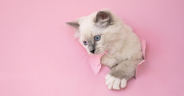 Chat chaton Ragdoll ramper à travers un trou dans du papier rose adorable félin kitty animal avec ragged backgrou