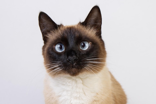 Un chat à chaussures de neige isolé sur un fond blanc