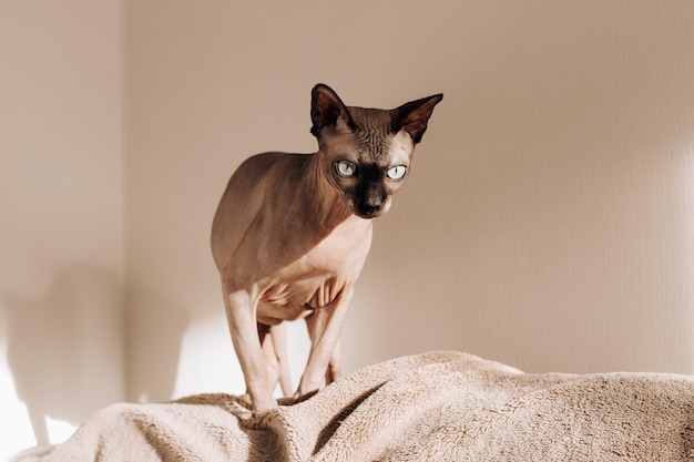 Un chat chauve de la race Sphynx canadienne