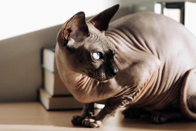 Un chat chauve de la race Sphynx canadienne