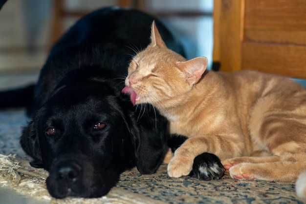 Chat et chien Le chat jaune lèche le chien noir Amitié entre chat et chien