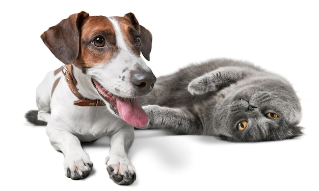 Photo le chat et le chien drôles.