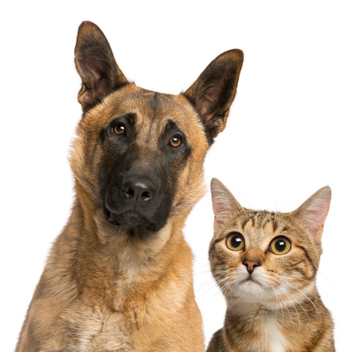 Photo chat et chien isolé sur blanc