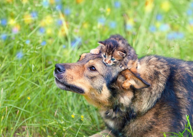 Chat et chien jouant sur l'herbe