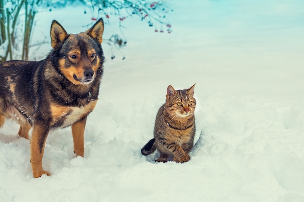 Chat et chien marchant ensemble en hiver neigeux