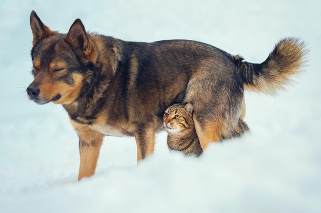 Chat et chien meilleurs amis à l'extérieur dans la neige