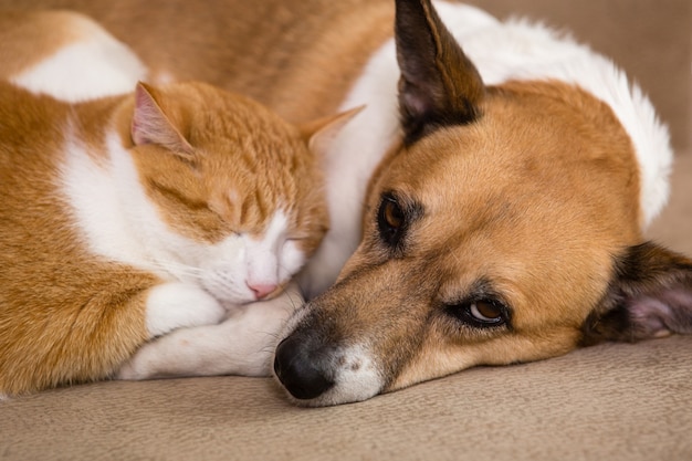 Chat et chien se reposant ensemble. Meilleurs amis.