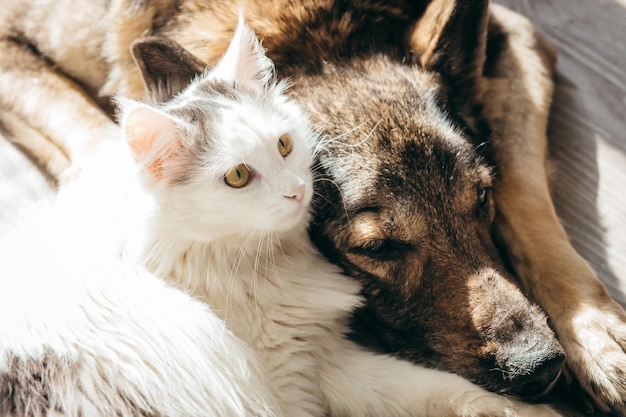 Le chat et le chien se trouvent ensemble sur le sol