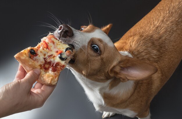 Chat et chien sont nourris de pizza