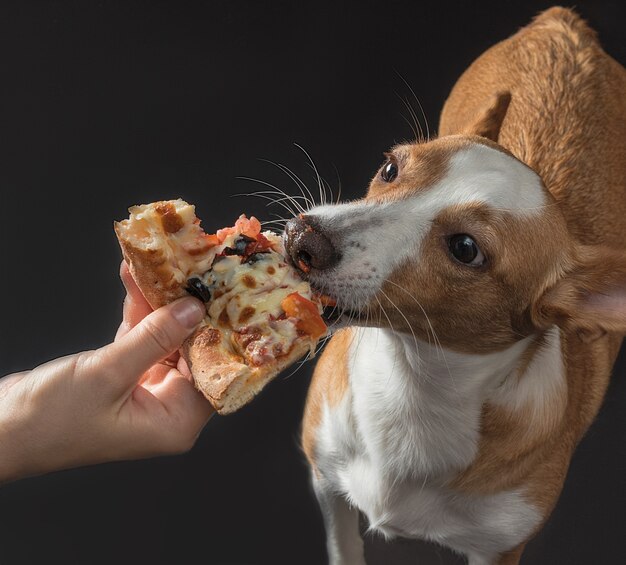 Chat et chien sont nourris de pizza