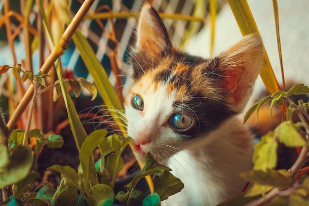 Chat chiot sur fond d'appartement balcon fleuri