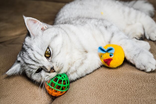 Chat clair mignon jouant au jouetGros plan photo d'un jeune chat gris sur un canapé